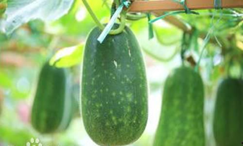 阳春网红吃瓜事件,揭秘网络舆论背后的真相与争议  第1张